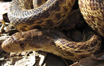 Pacific Gopher Snake